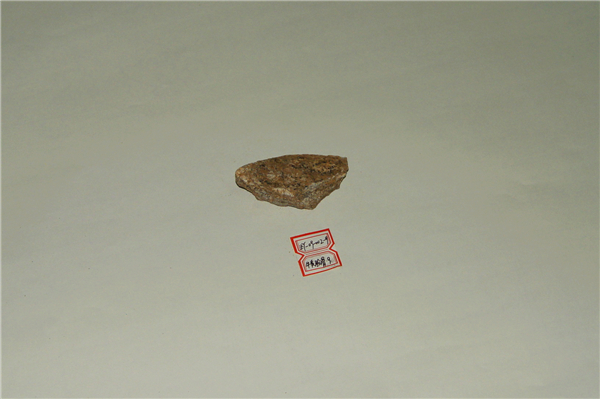 牛类股骨化石
