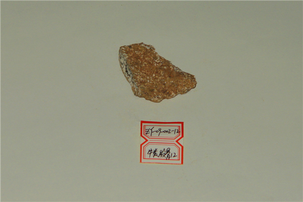 牛类股骨化石
