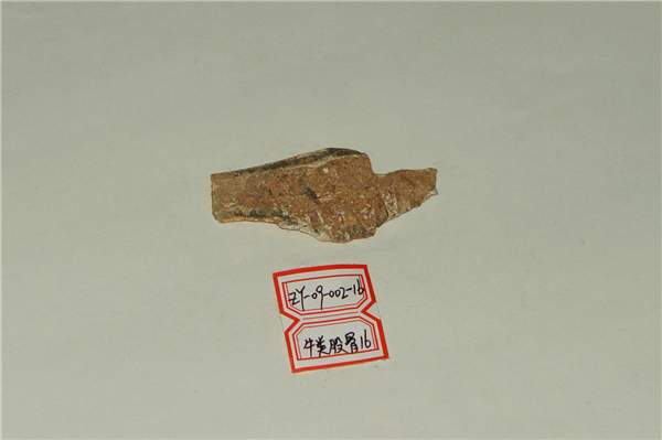牛类股骨化石