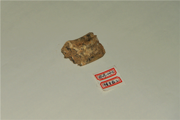 牛类牙齿化石