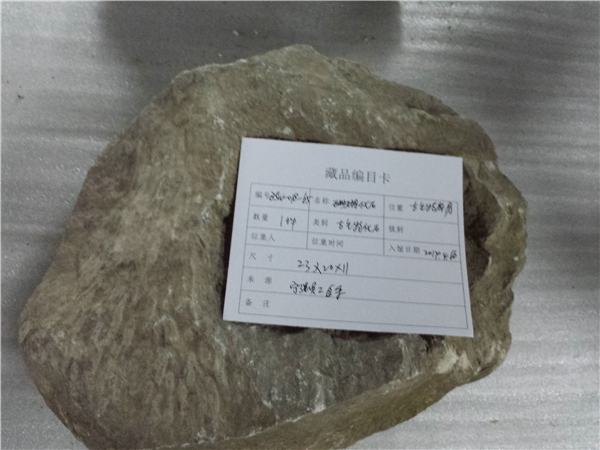 珊瑚化石
