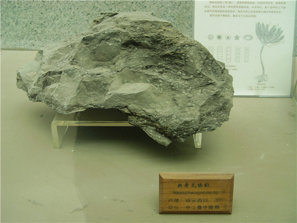 新希瓦格蜓化石