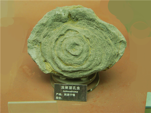 放射层孔虫化石
