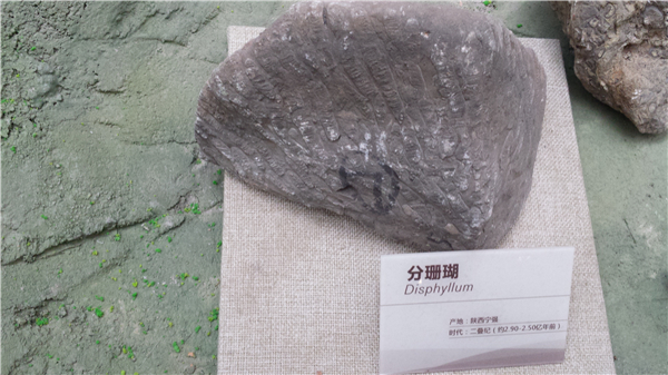 分珊瑚化石