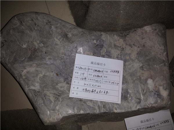 分珊瑚化石
