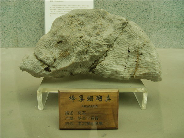 蜂巢珊瑚类化石