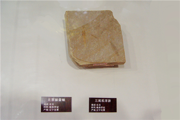 古北票丽箭蜓及三尾拟蜉蝣化石