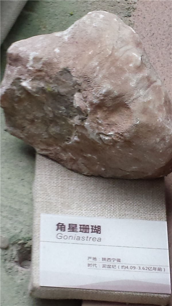 角星珊瑚化石