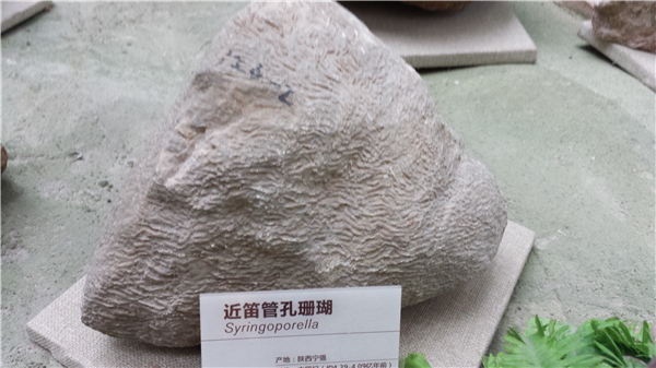 近笛管孔珊瑚化石