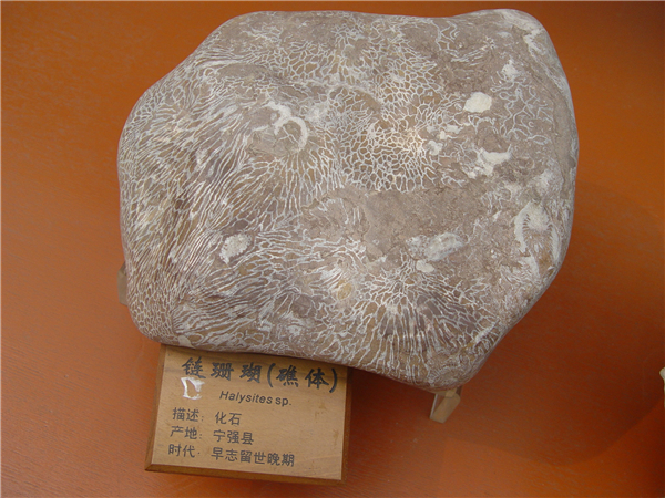 链珊瑚化石