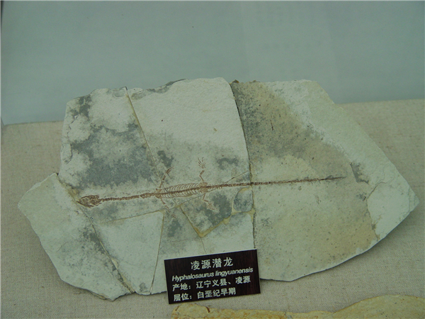 凌源潜龙化石