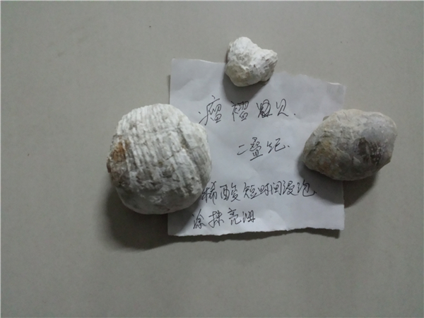 瘤褶贝化石