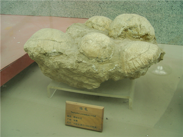 陆龟化石