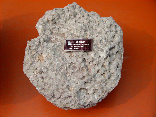 宁强珊瑚化石