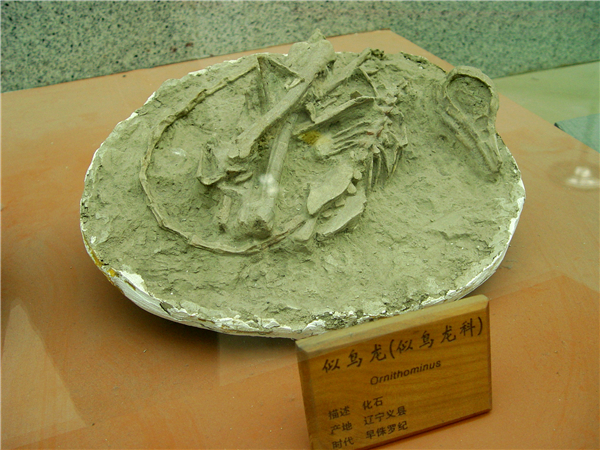 似鸟龙化石