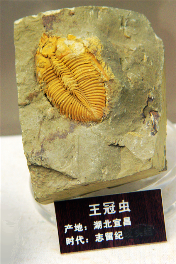 王冠虫化石