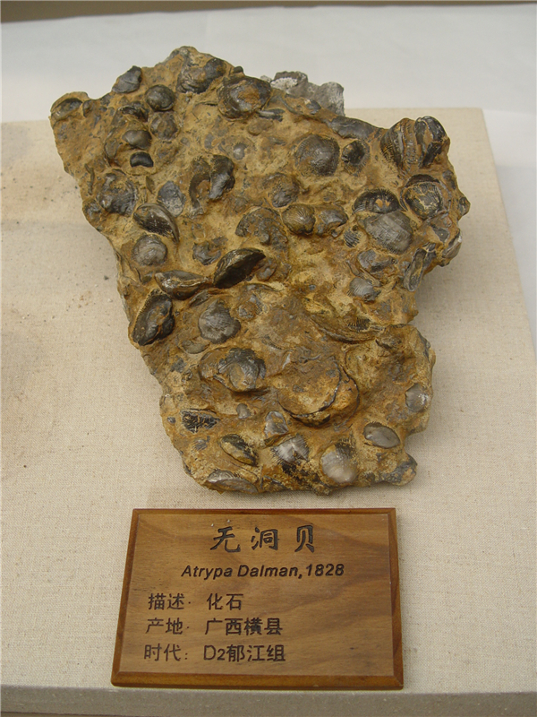 无洞贝化石