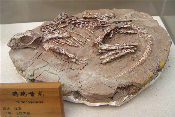 鹦鹉嘴龙化石