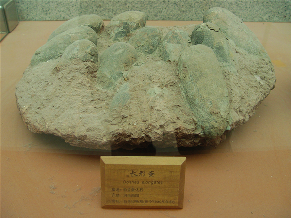 长型蛋化石