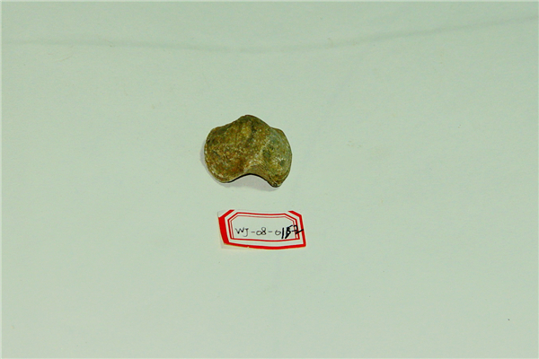 波罗扬子贝化石