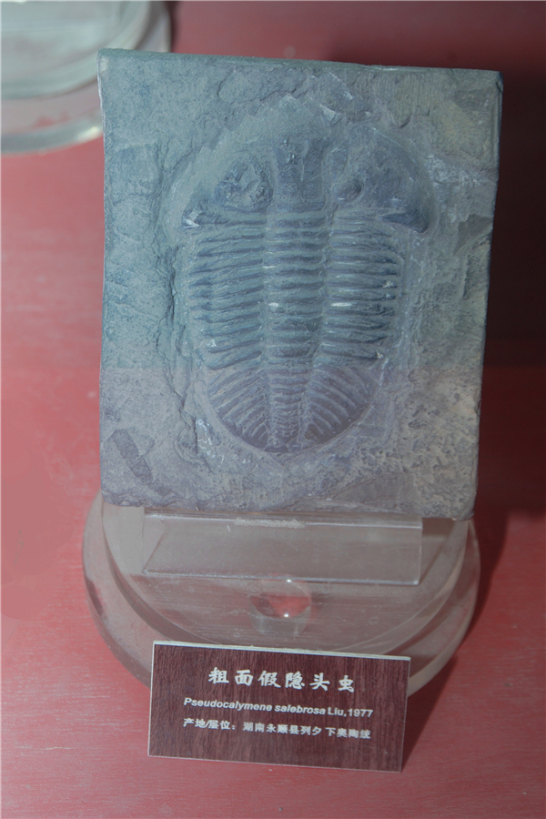 粗面假隐头虫