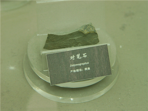对笔石化石