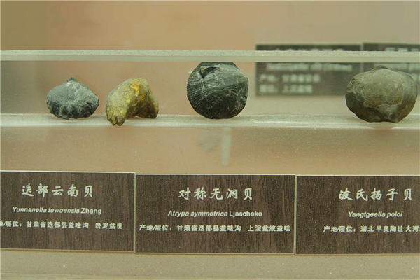 对称无洞贝化石