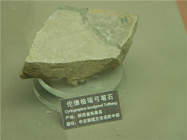 纪伦德格瑞弓笔石化石