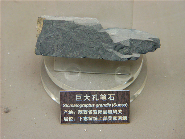 巨大孔笔石