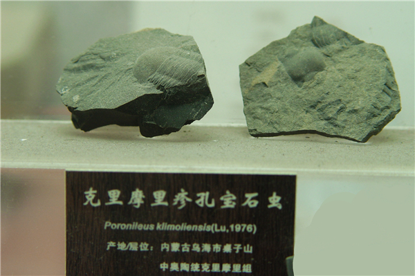 克里摩里疹孔宝石虫