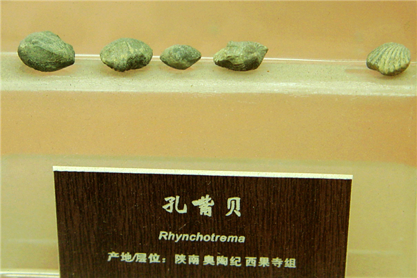 孔嘴贝化石