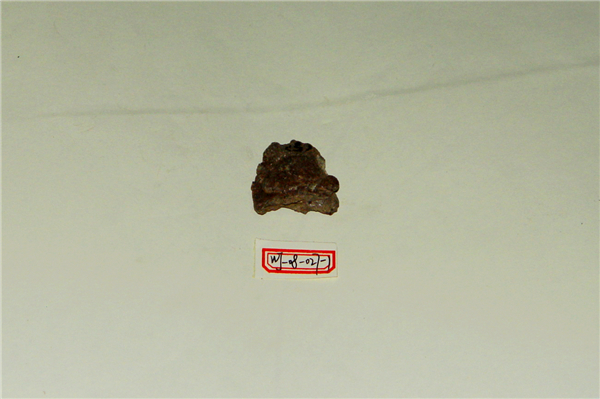 裂叶犀牛镜眼虫化石