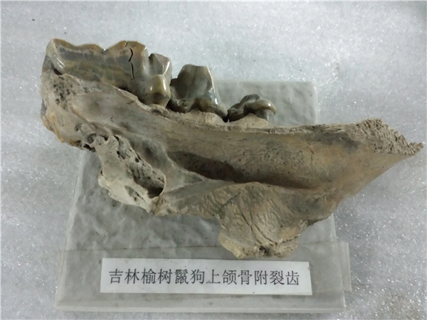 鬣狗上颌骨化石