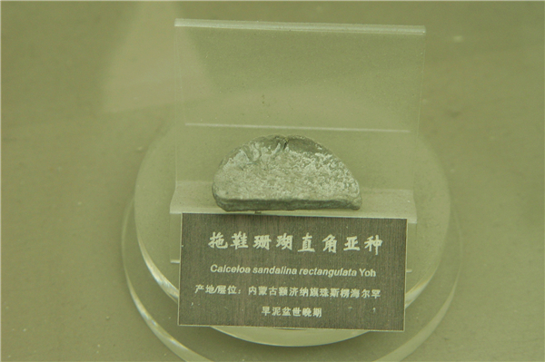 拖鞋珊瑚化石
