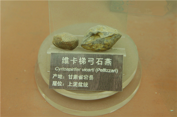 维卡梯弓石燕化石