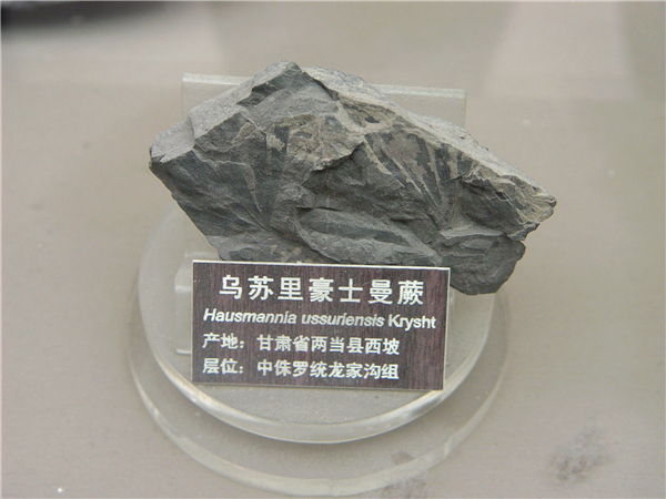 乌苏里豪士曼蕨化石
