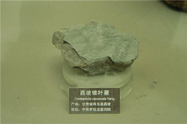 西坡锥叶蕨化石