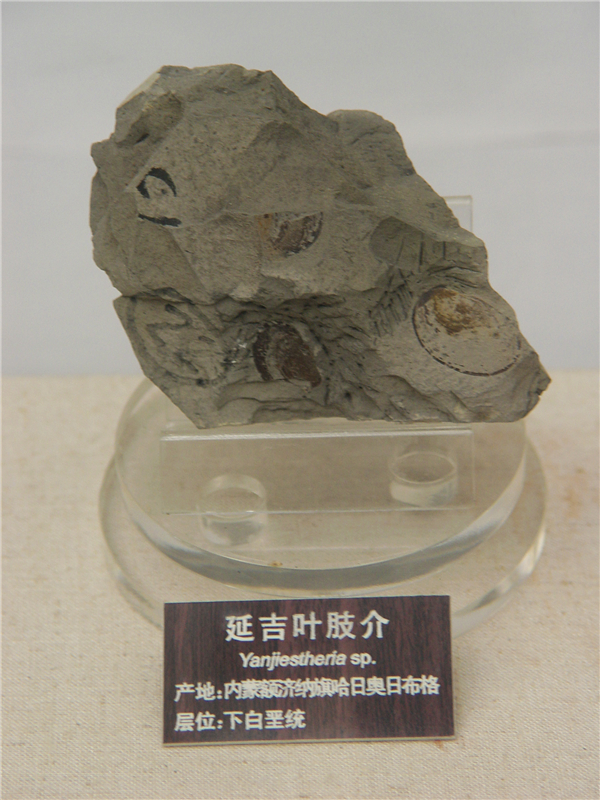 延吉叶肢介