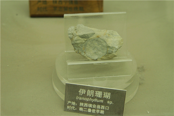 伊朗珊瑚