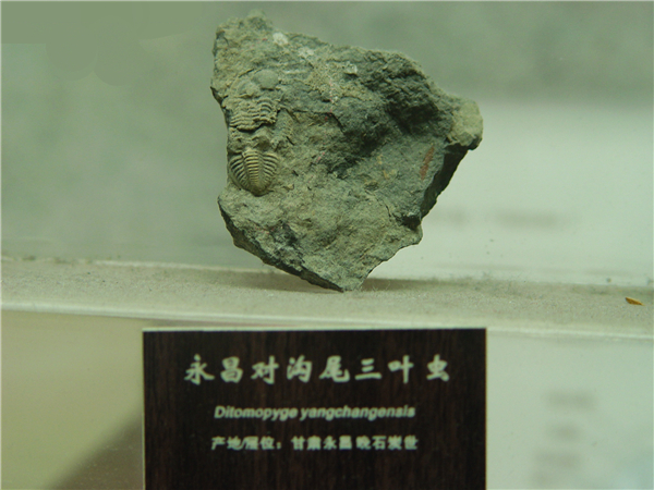 永昌对沟尾三叶虫化石