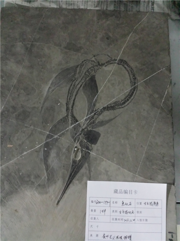 鱼化石