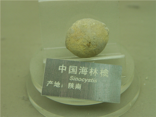 中国海林檎化石