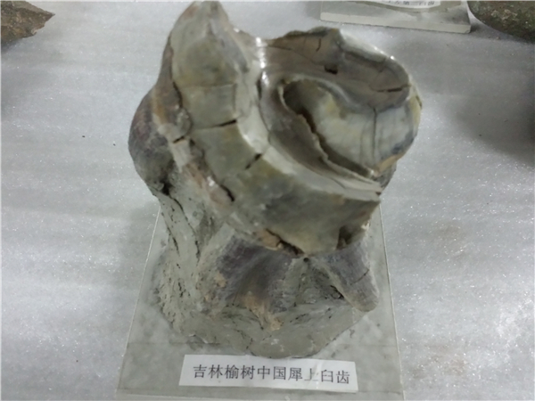 中国犀上臼齿化石