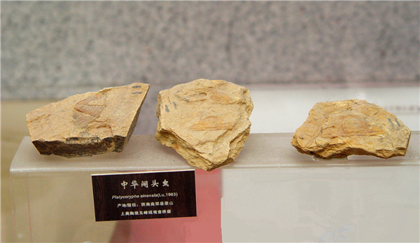 中华阔头虫