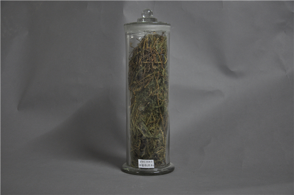 伸筋草