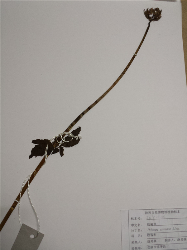 败酱草