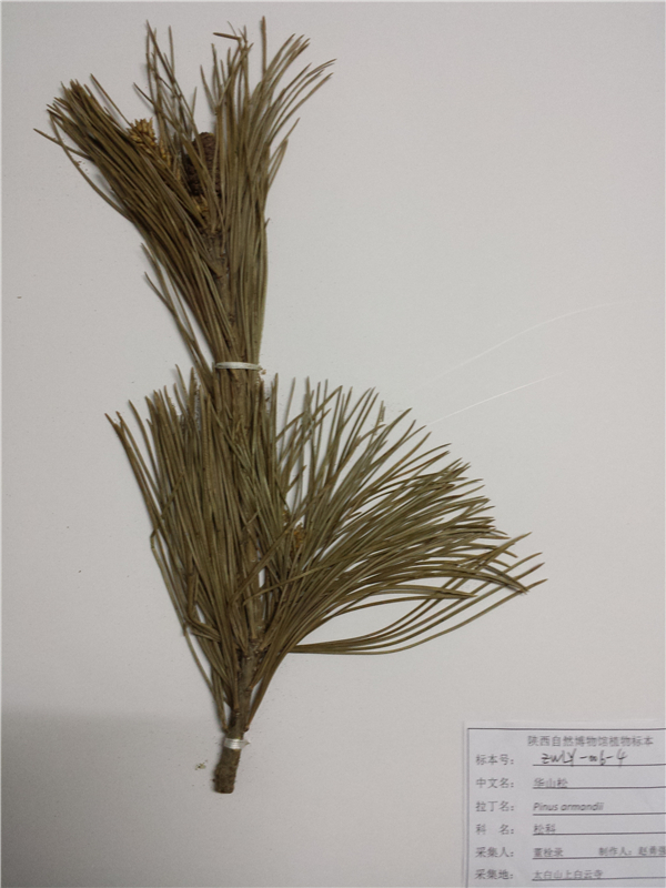 华山松