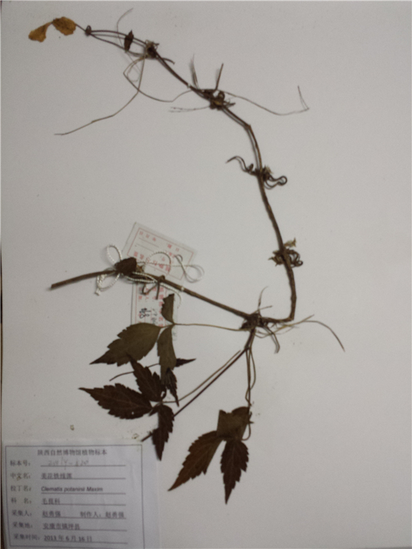 美花铁线莲