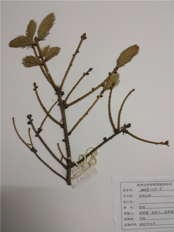 木吊云杉