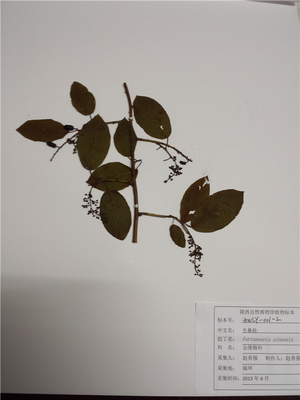 牛鼻栓